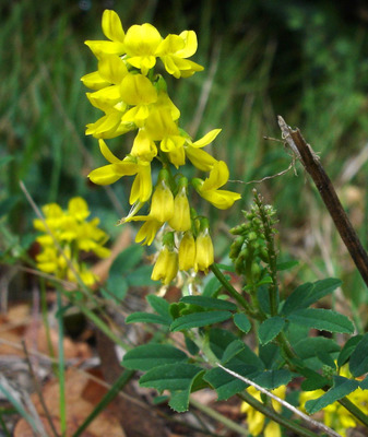 Melilotus altissimus