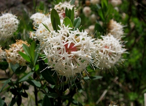 Pimelea ligustrina