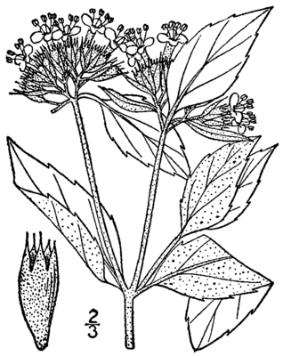 Pycnanthemum incanum