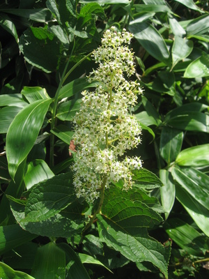 Tripterygium wilfordii