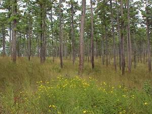 Short-Leaf Pine