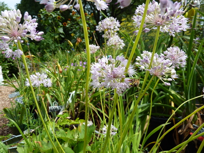 Allium senescens