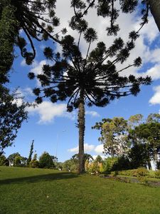 Araucaria angustifolia