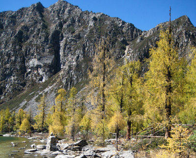 Larix potaninii