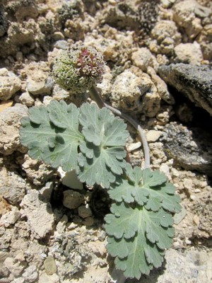 Cymopterus globosus