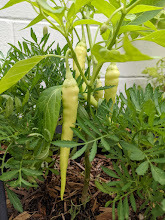 Hang Jiao 3 "Solar Flare" (Chinese Space Pepper) Seeds