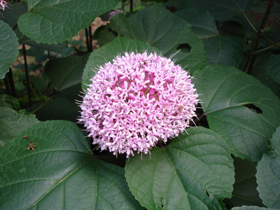 Clerodendrum bungei