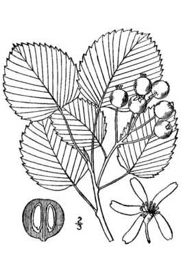 Amelanchier sanguinea