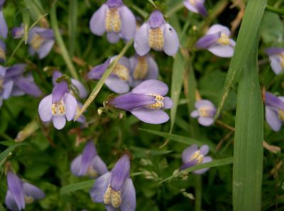 Mazus miquelii