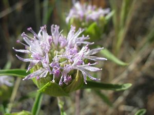 Mustang Mountain Balm