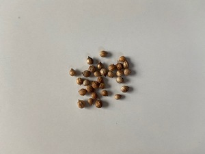 Coriander / Cilantro seeds (Coriandrum sativum)