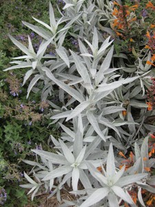 White Sage