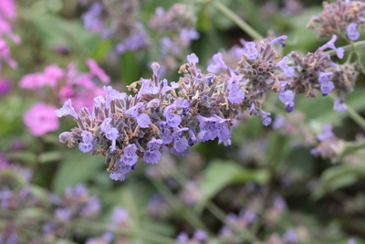 Flowering nepeta grandiflora