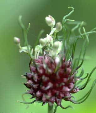 Allium vineale