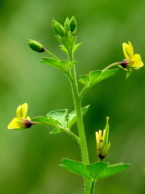 Cleome viscosa