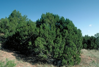 Juniperus monosperma