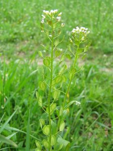 Pennycress