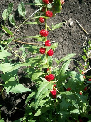 Chenopodium foliosum by Wild Boar on Wikimedia