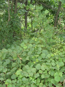 Siberian Filbert