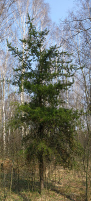 Pinus banksiana