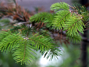 Sakhalin Fir