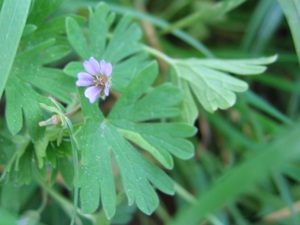 Small geranium