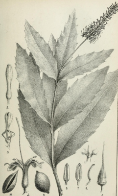 Macadamia ternifolia