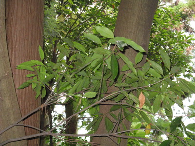 Quercus acuta