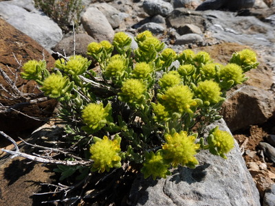 Teucrium polium