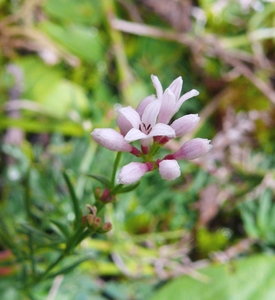 Squinancy Wort