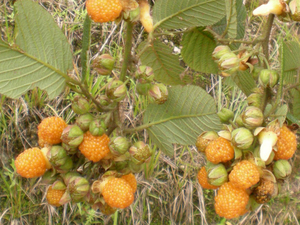 Golden Evergreen Raspberry