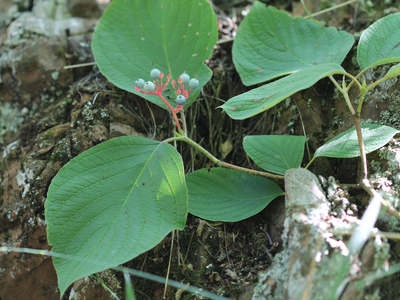 Cornus rugosa