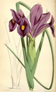 Iris filifolia