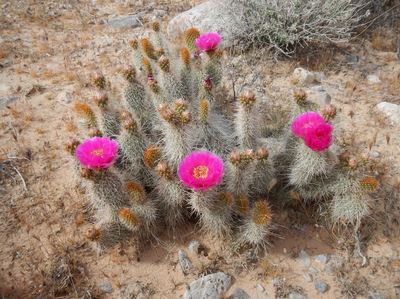 Opuntia erinacea