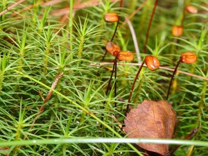 Common haircap