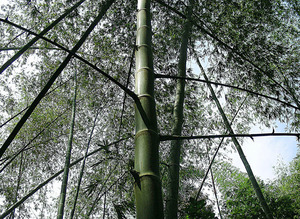 Clumping Bamboo Guadua