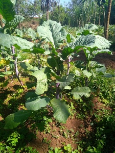 Abyssinian Cabbage
