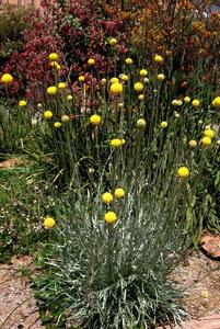 billy buttons