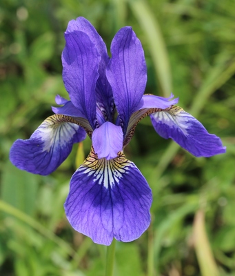 Iris sanguinea