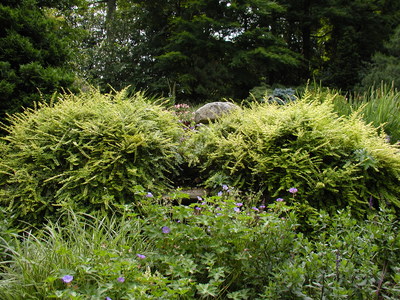 Lonicera nitida