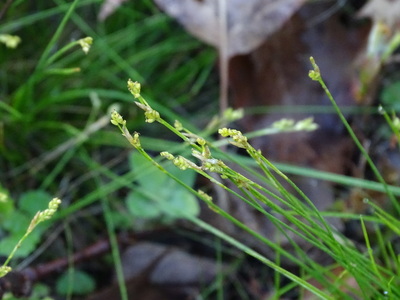 Carex eburnea