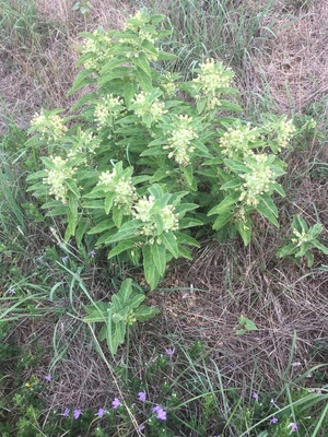 Zizotes milkweed in Kerrville Texas