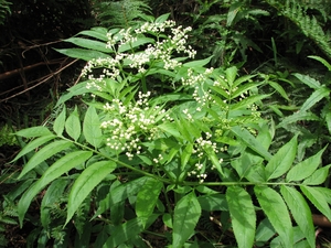 White Elderberry