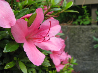 Rhododendron indicum