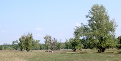 Populus nigra