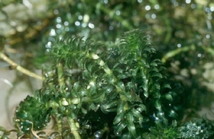 Hydrilla