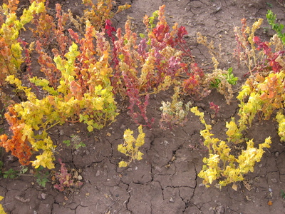 Chenopodium pallidicaule