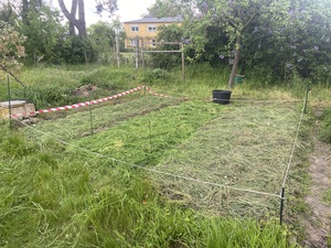 Planted 244 onions yesterday and today.

From left to right:

4x20 Red Baron, mulched with chipped juniper, grass clippings

4x16 Stuttgarter Riesen, grass clippings

4x20 Sturon, Wood chips from different old stuff, grass clippings

Did not water when planted, instead hoping for rain