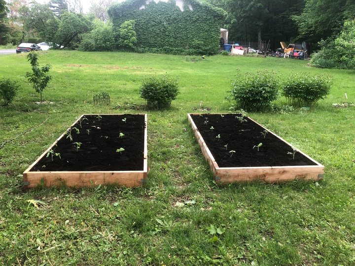 Transplanted out my tomatoes and cucumbers which I started earlier last month. 