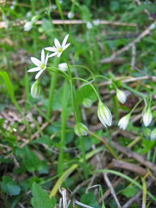 Allium pendulinum
